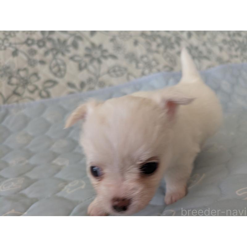 販売中の大分県のチワワ(ロングコート)-455348の11枚目