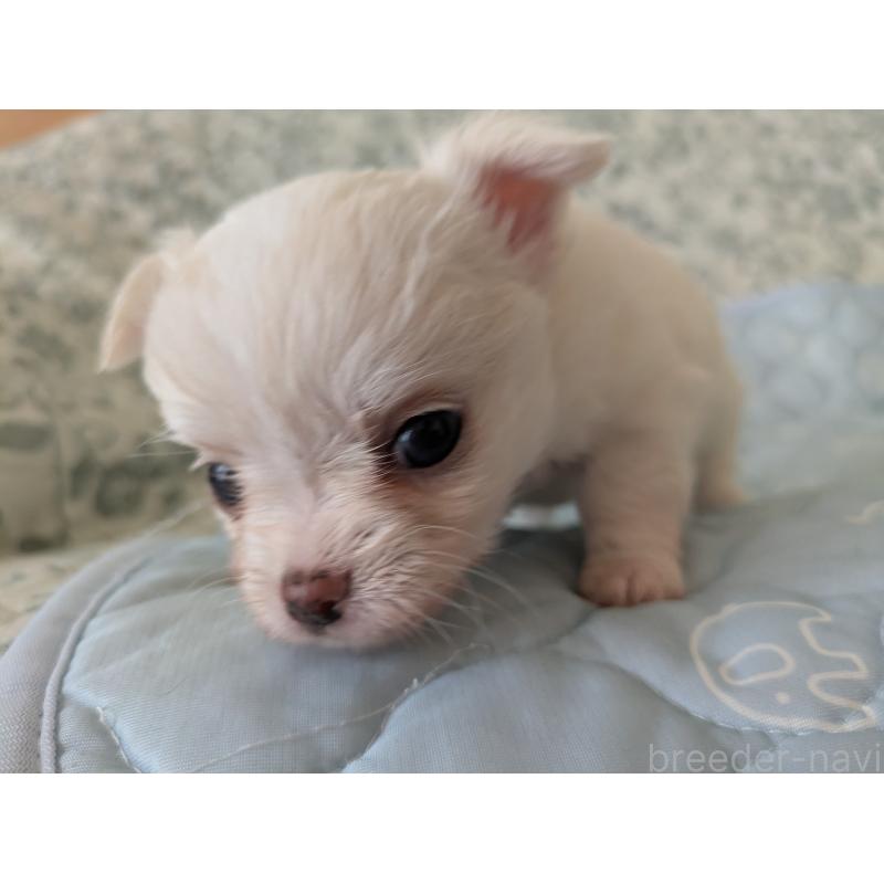 販売中の大分県のチワワ(ロングコート)-455348の10枚目