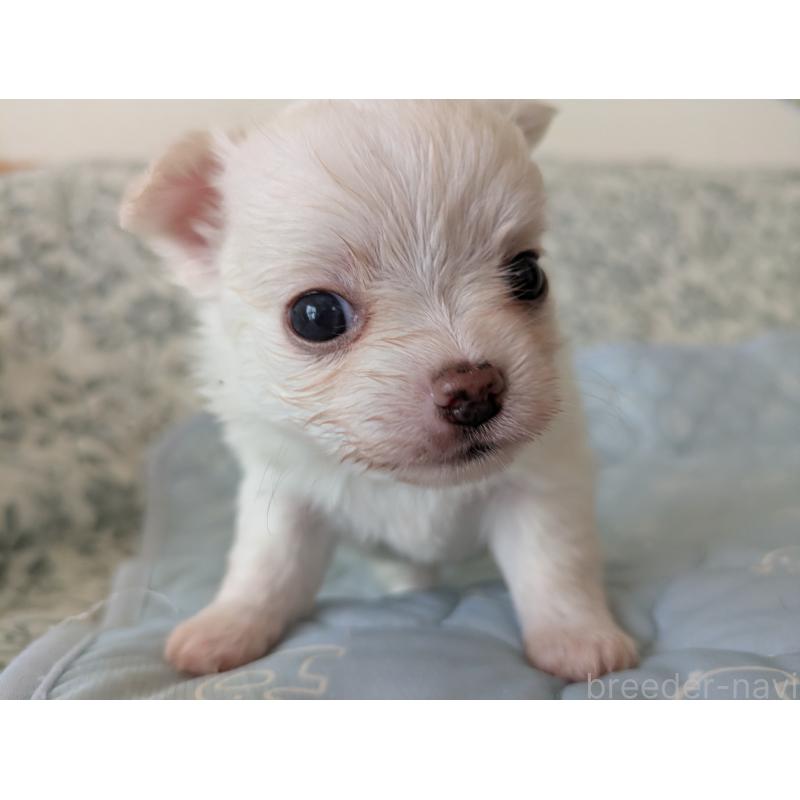 販売中の大分県のチワワ(ロングコート)-455348の9枚目