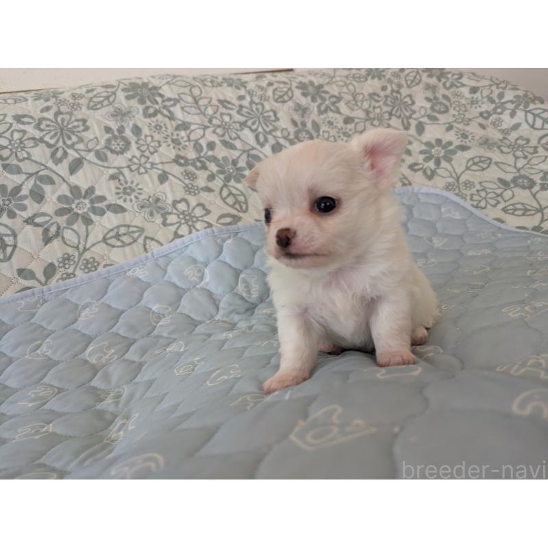 販売中の大分県のチワワ(ロングコート)-455348の8枚目