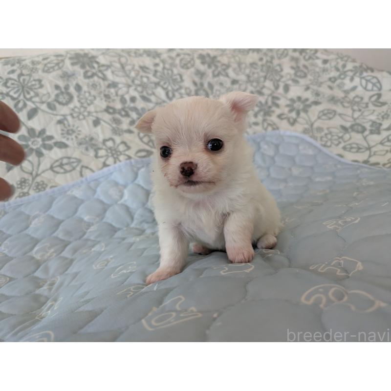 販売中の大分県のチワワ(ロングコート)-455348の7枚目