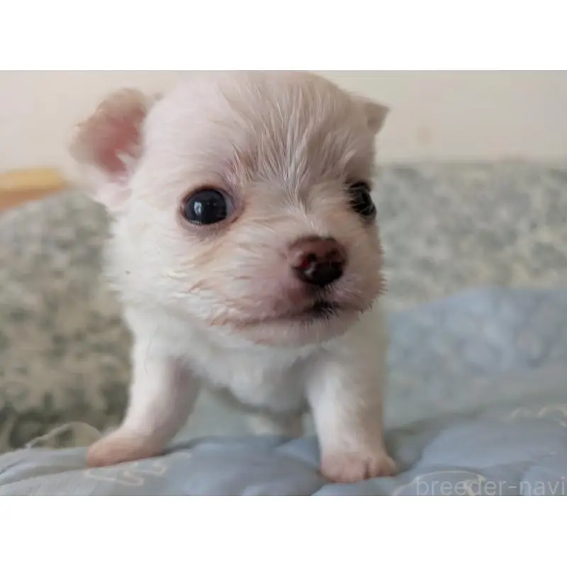 販売中の大分県のチワワ(ロングコート)-455348の6枚目