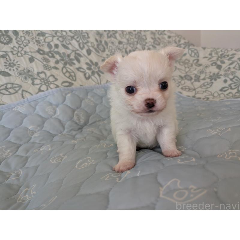 販売中の大分県のチワワ(ロングコート)-455348の5枚目