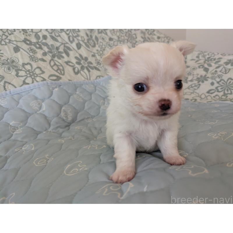 販売中の大分県のチワワ(ロングコート)-455348の4枚目