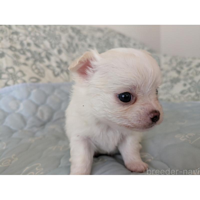 販売中の大分県のチワワ(ロングコート)-455348の3枚目