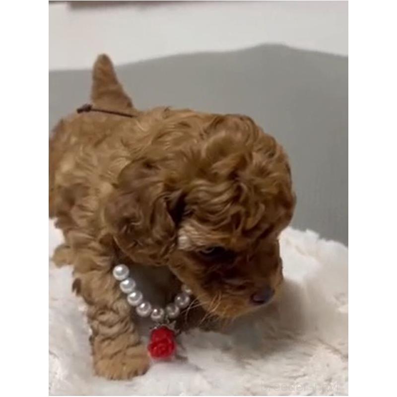 販売中の兵庫県のティーカッププードル-455346の3枚目