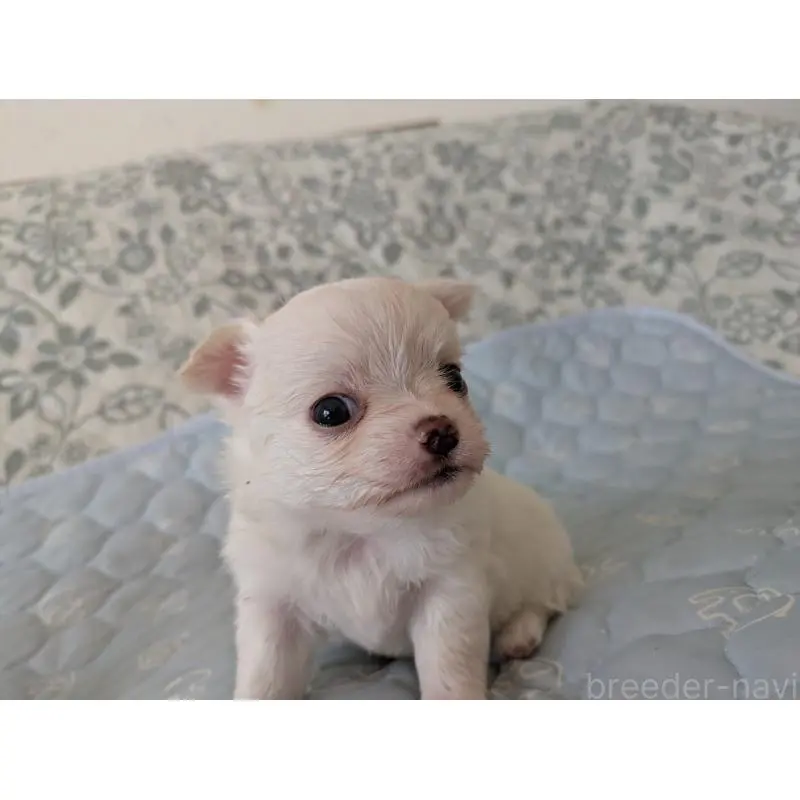 販売中の大分県のチワワ(ロングコート)-455348の2枚目