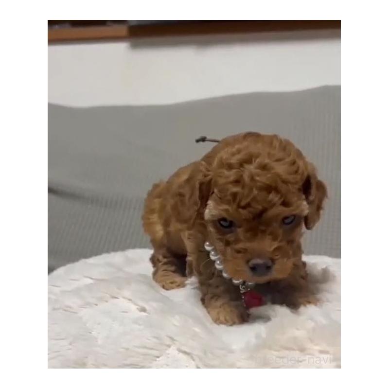 販売中の兵庫県のティーカッププードル-455346の2枚目