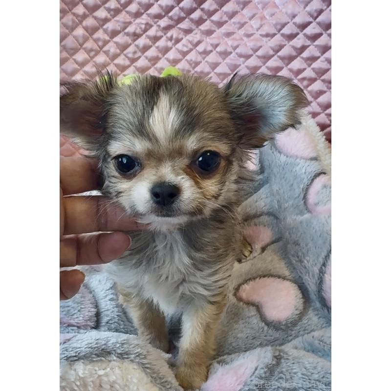 販売中の大阪府のチワワ(ロングコート)-455347