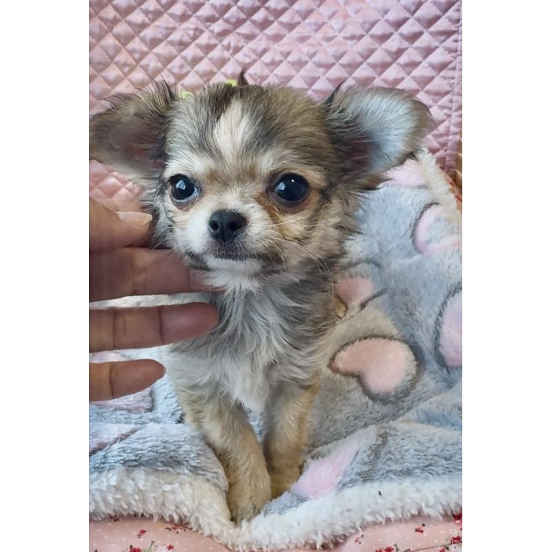 販売中の大阪府のチワワ(ロングコート)-455347の6枚目