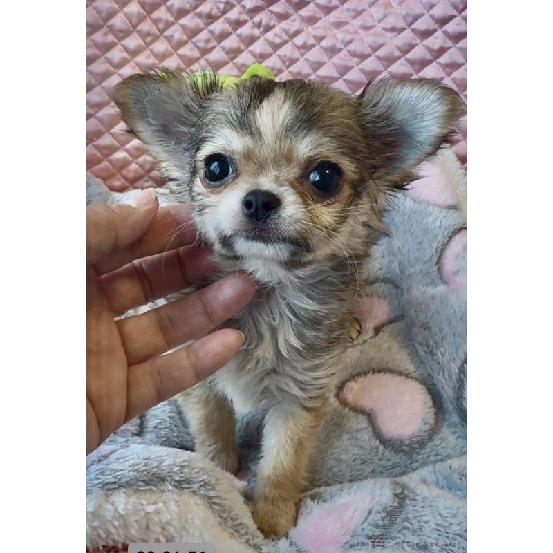 販売中の大阪府のチワワ(ロングコート)-455347の5枚目