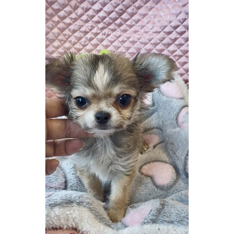 販売中の大阪府のチワワ(ロングコート)-455347の4枚目