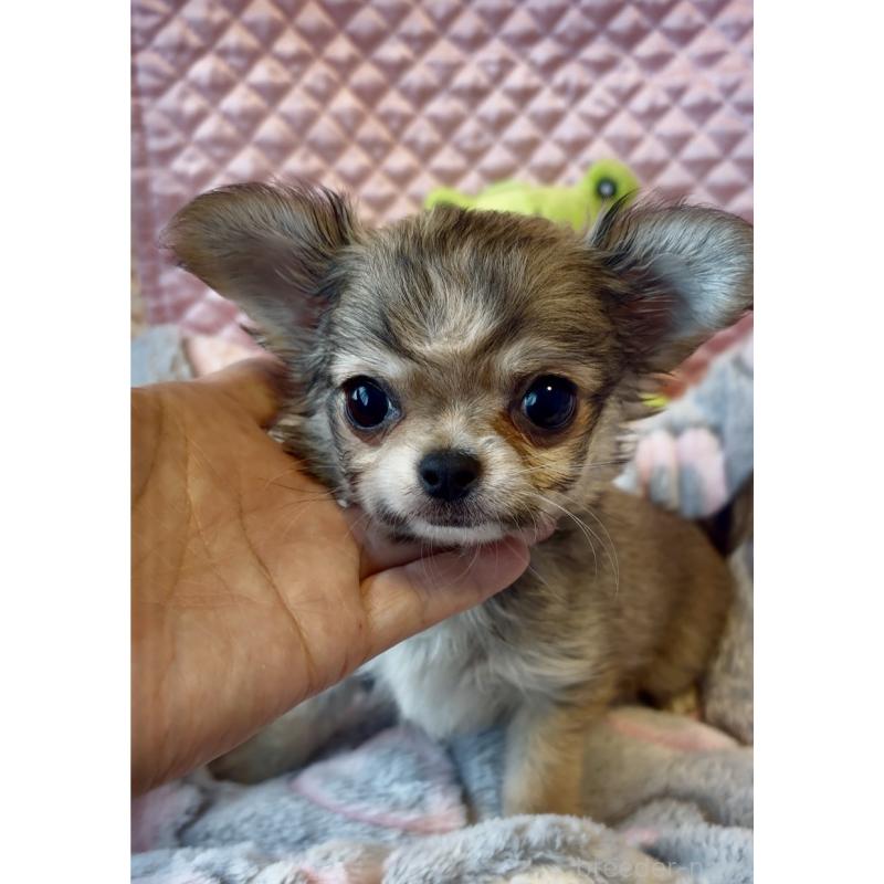 販売中の大阪府のチワワ(ロングコート)-455347の3枚目