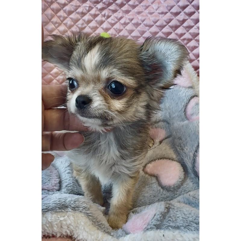 販売中の大阪府のチワワ(ロングコート)-455347の2枚目