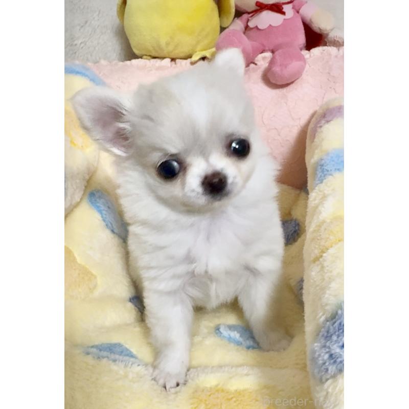 販売中の大阪府のチワワ(ロングコート)-455352の7枚目