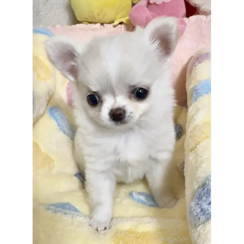 販売中の大阪府のチワワ(ロングコート)-455352の6枚目