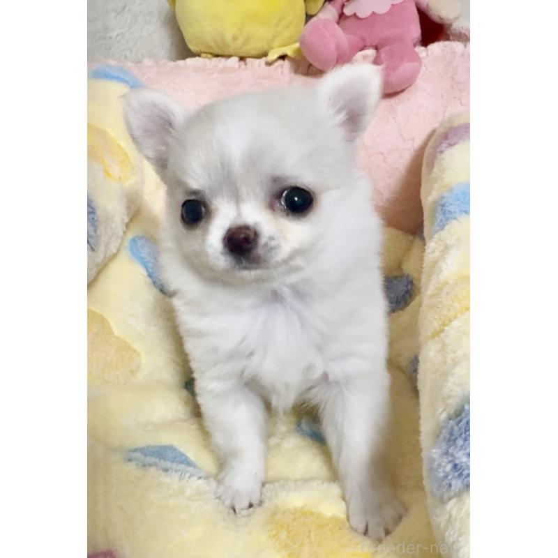 販売中の大阪府のチワワ(ロングコート)-455352の5枚目