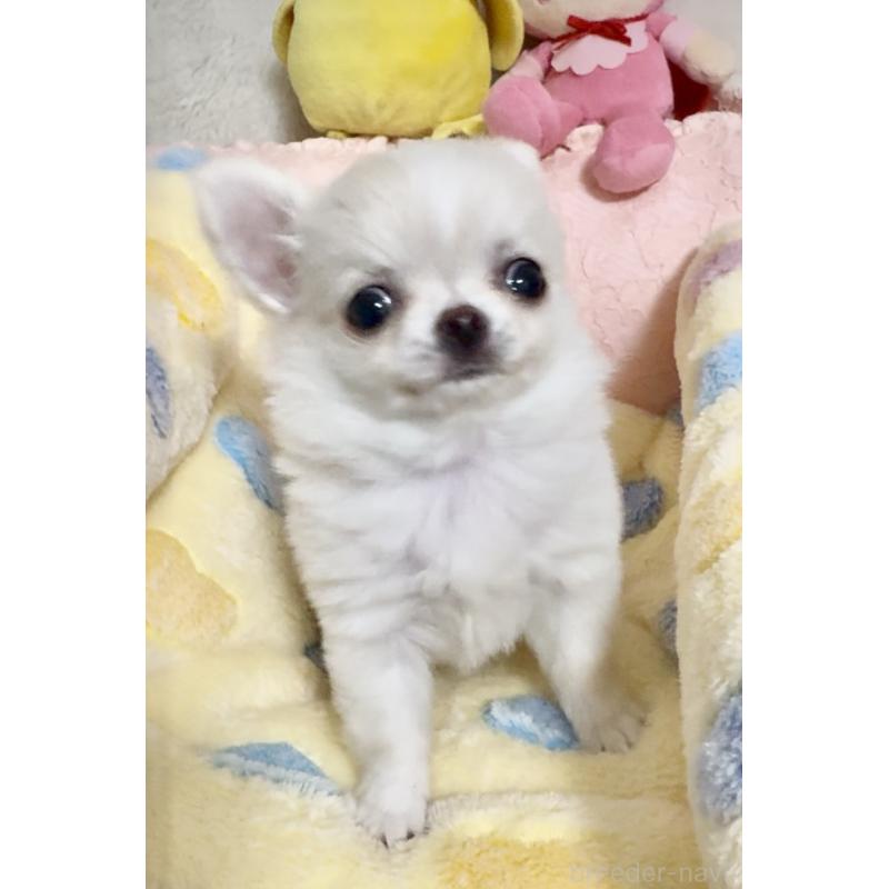 販売中の大阪府のチワワ(ロングコート)-455352の4枚目