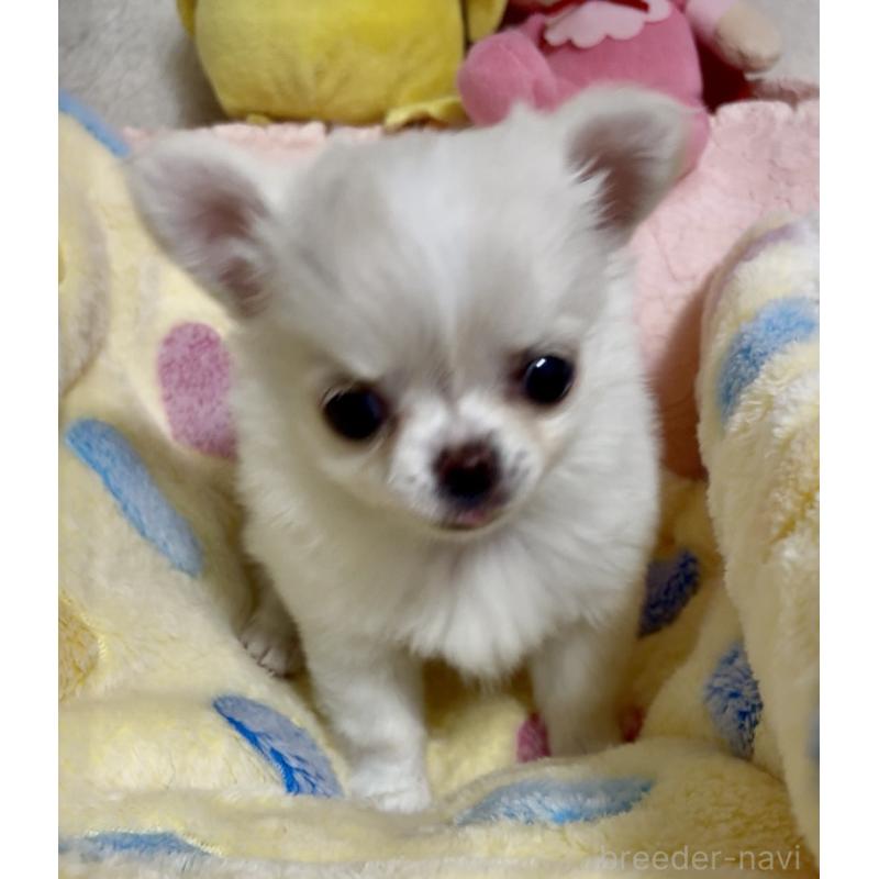 販売中の大阪府のチワワ(ロングコート)-455352の2枚目