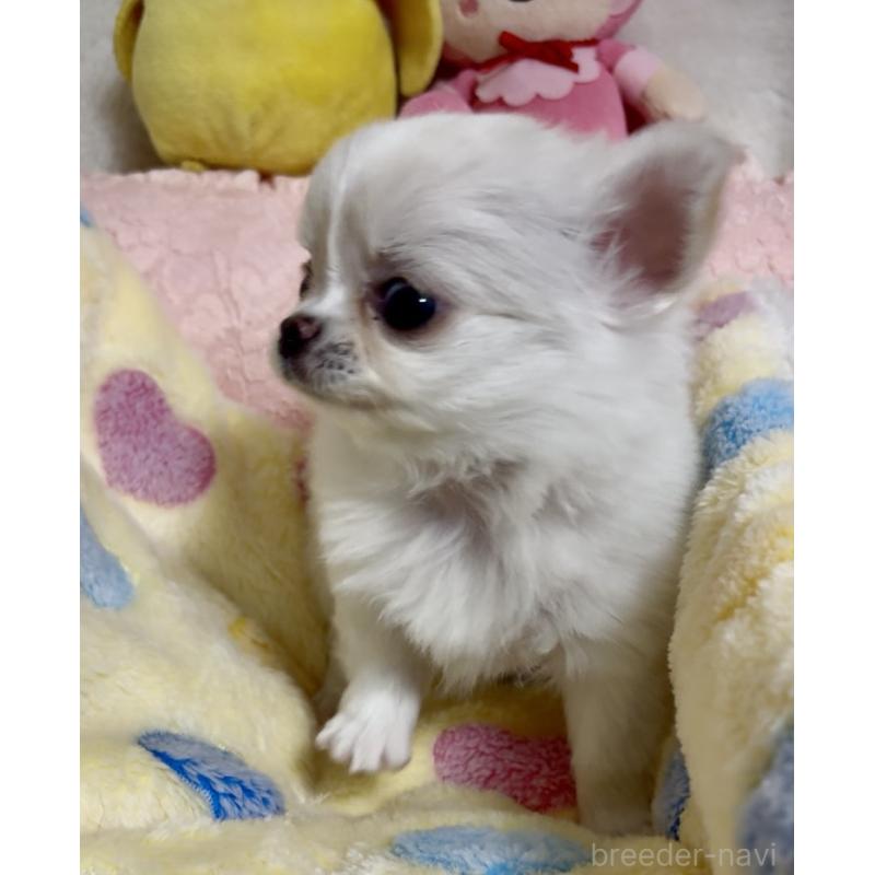 販売中の大阪府のチワワ(ロングコート)-455352の3枚目