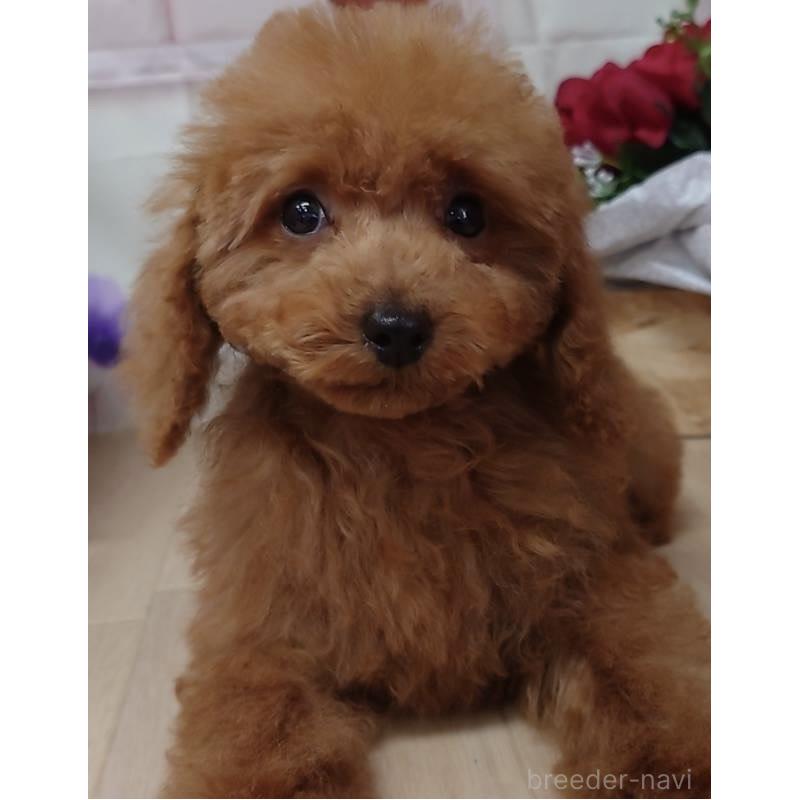 販売中の大阪府のトイプードル-455354の3枚目