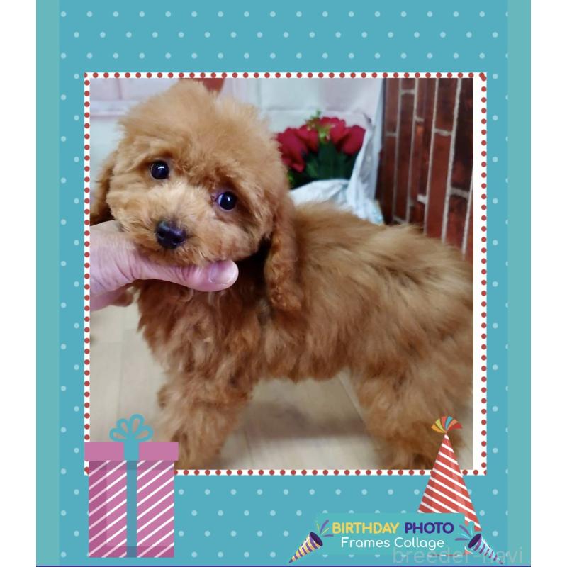 販売中の大阪府のトイプードル-455354の2枚目