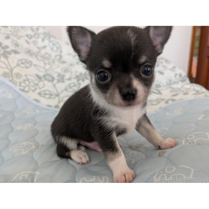 販売中の大分県のチワワ(スムースコート)-455353の11枚目