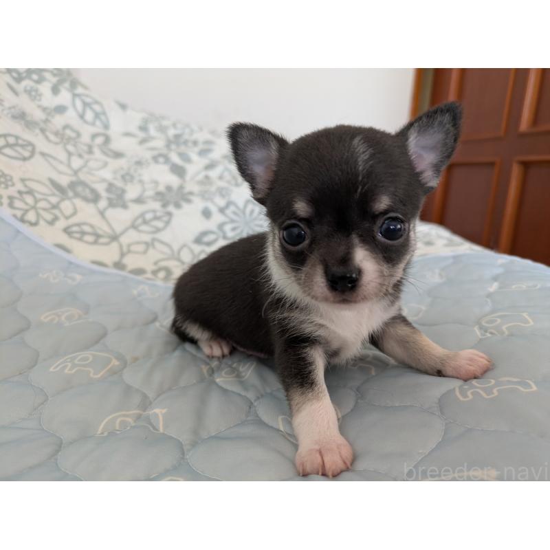 販売中の大分県のチワワ(スムースコート)-455353の10枚目