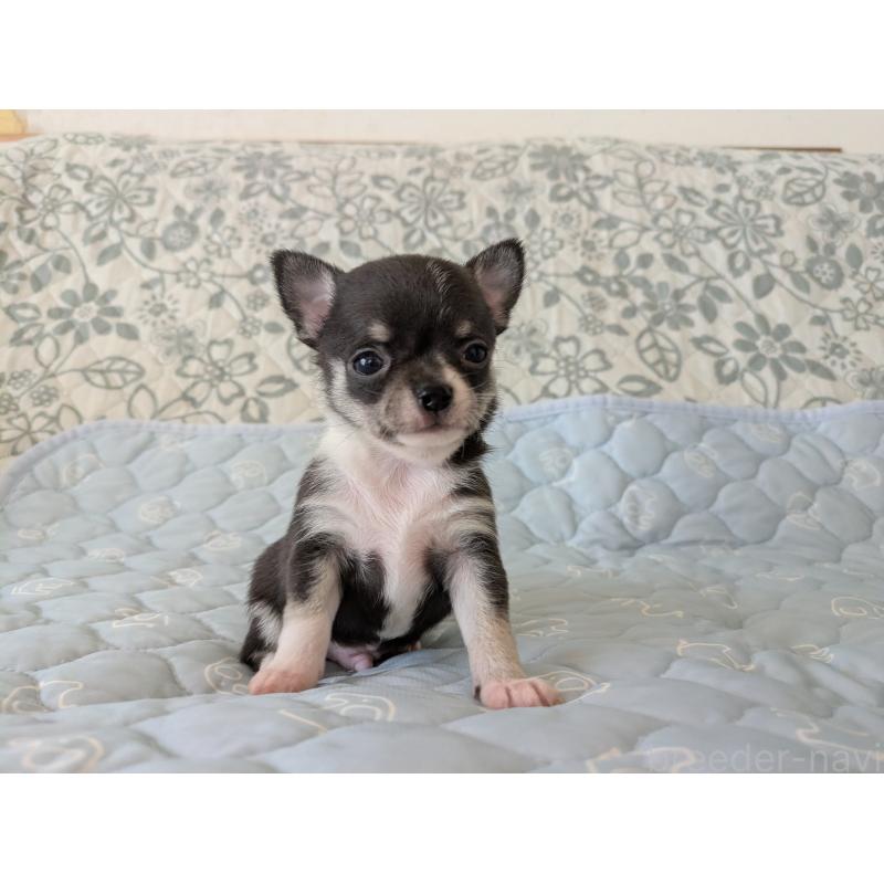 販売中の大分県のチワワ(スムースコート)-455353の9枚目