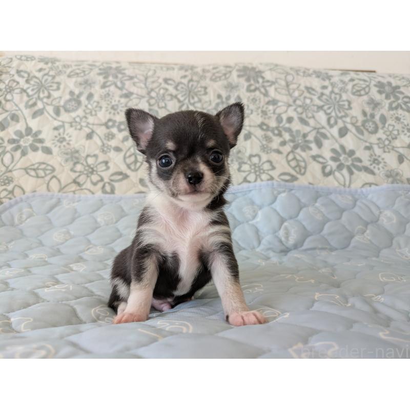 販売中の大分県のチワワ(スムースコート)-455353の8枚目