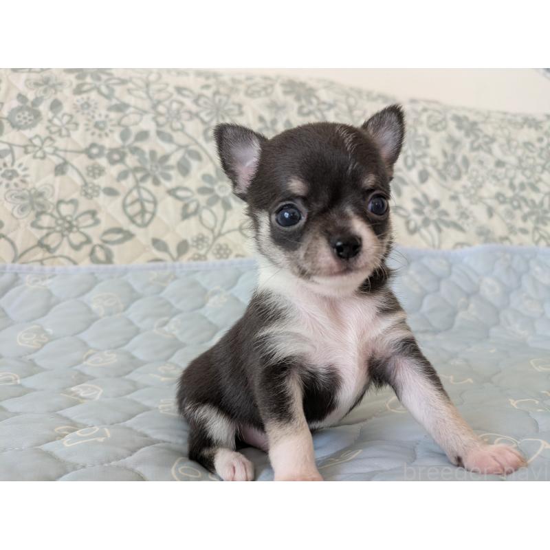 販売中の大分県のチワワ(スムースコート)-455353の7枚目