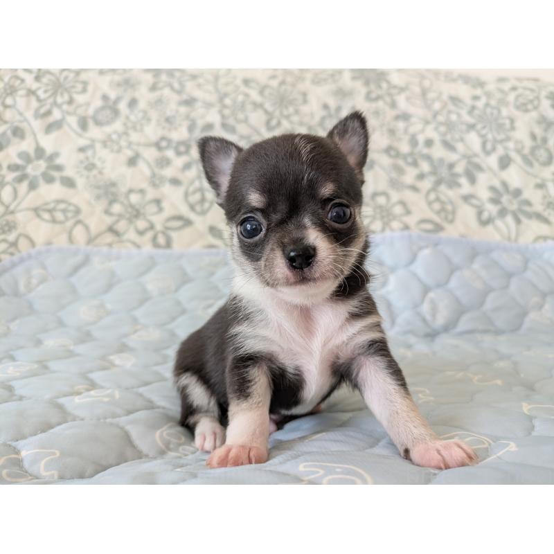 販売中の大分県のチワワ(スムースコート)-455353の5枚目