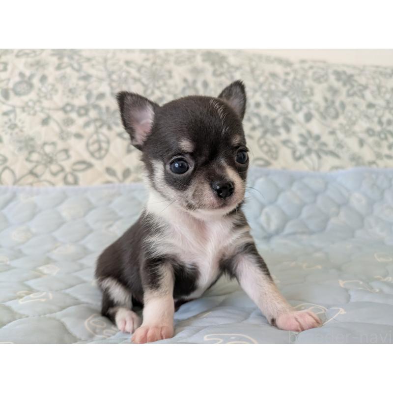 販売中の大分県のチワワ(スムースコート)-455353の4枚目