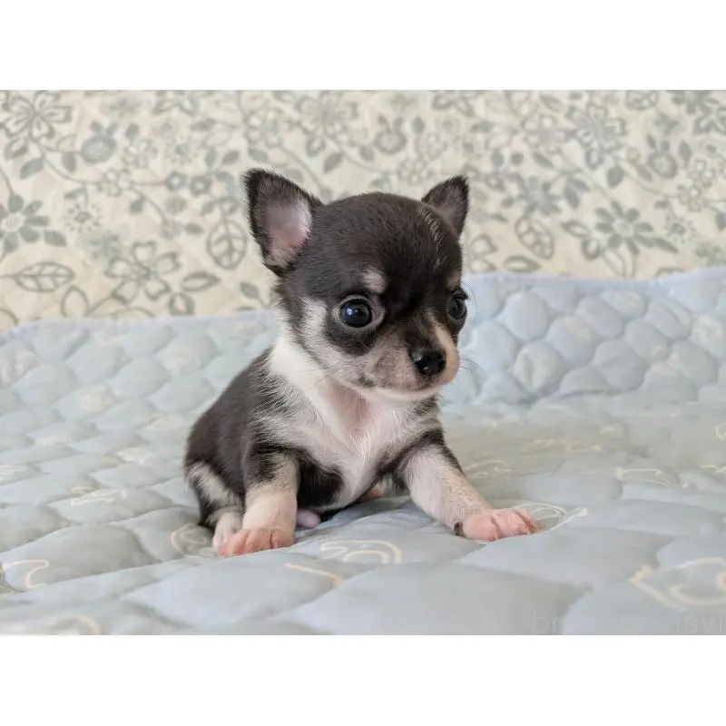 販売中の大分県のチワワ(スムースコート)-455353の3枚目