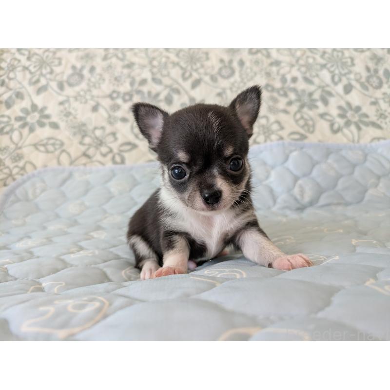 販売中の大分県のチワワ(スムースコート)-455353の2枚目