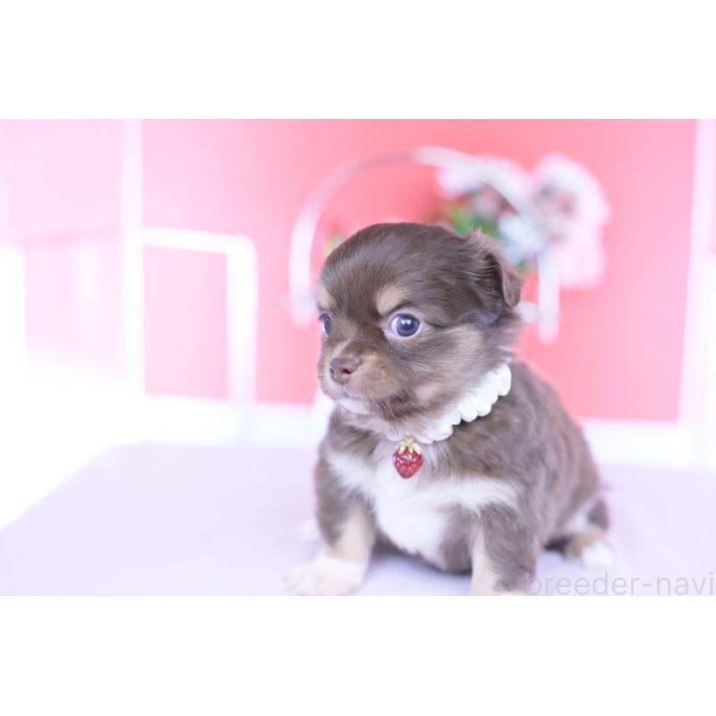 販売中の愛知県のチワワ(ロングコート)-455356の10枚目