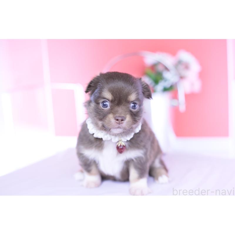 販売中の愛知県のチワワ(ロングコート)-455356の9枚目