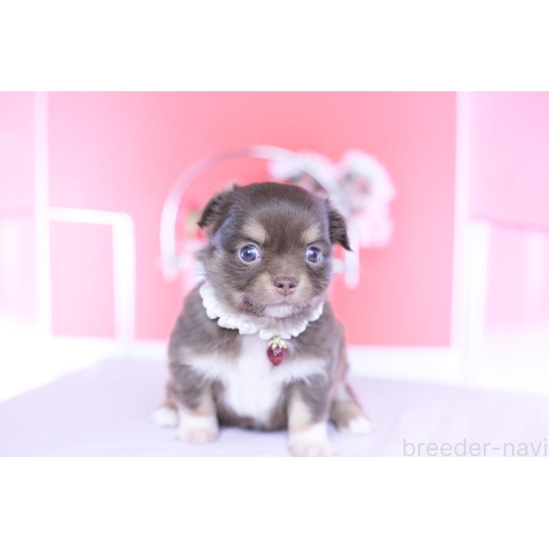 販売中の愛知県のチワワ(ロングコート)-455356の8枚目