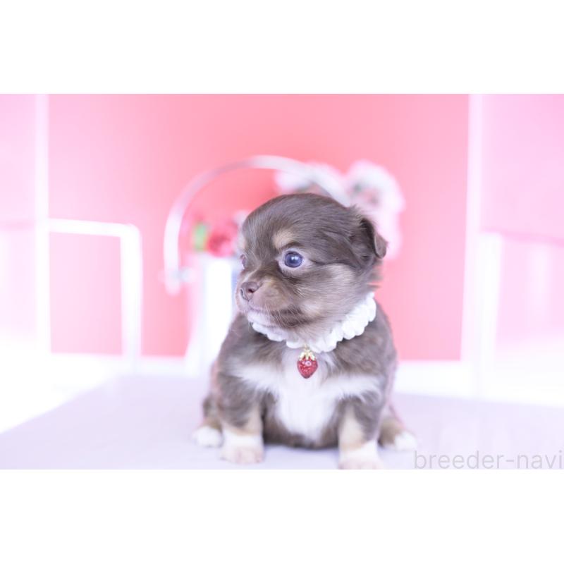 販売中の愛知県のチワワ(ロングコート)-455356の7枚目