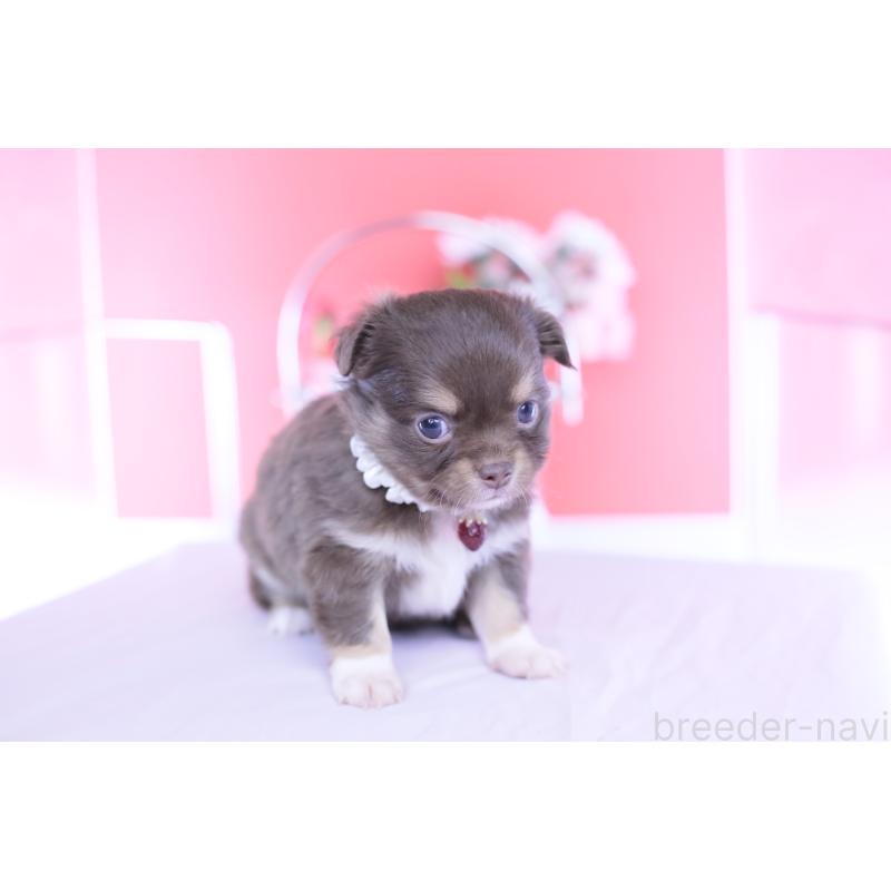 販売中の愛知県のチワワ(ロングコート)-455356の6枚目