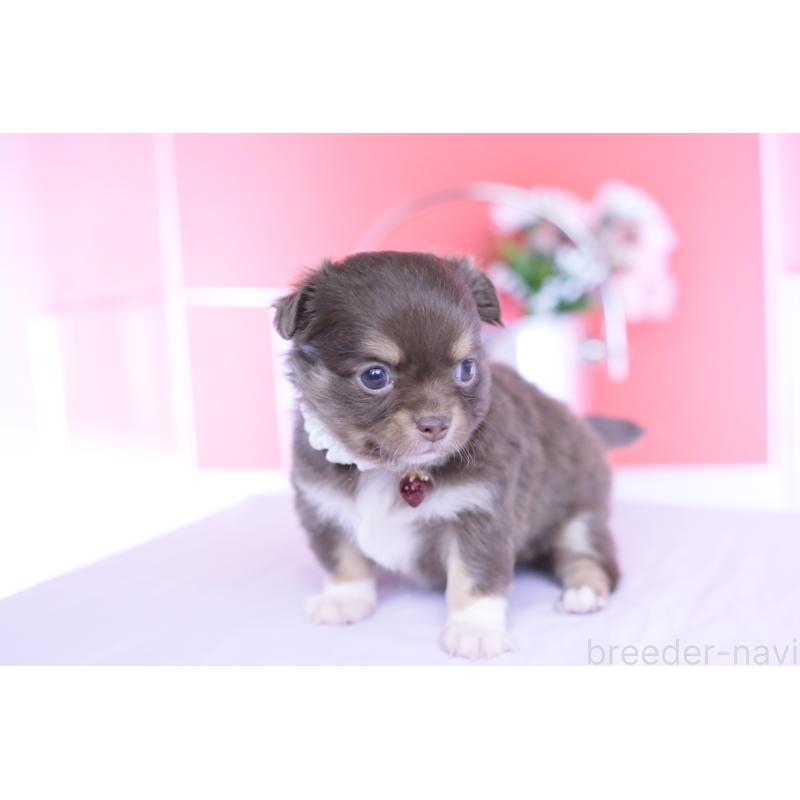 販売中の愛知県のチワワ(ロングコート)-455356の5枚目