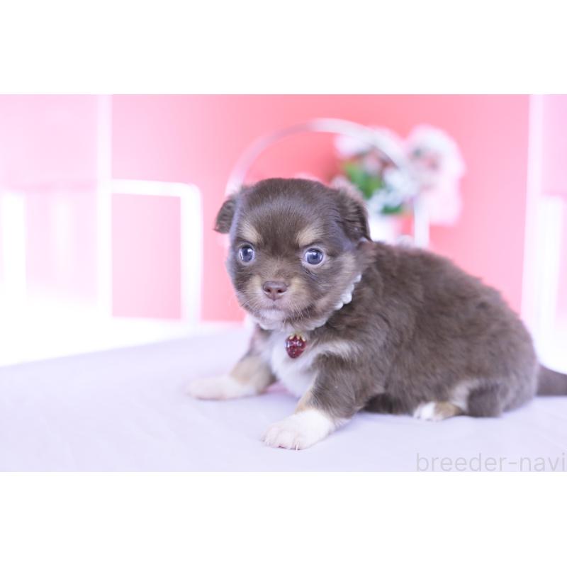 販売中の愛知県のチワワ(ロングコート)-455356の4枚目