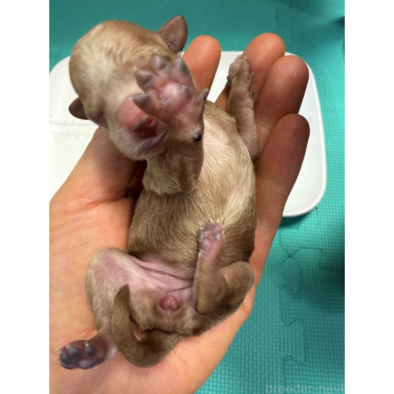 販売中の埼玉県のトイプードル-455358の4枚目