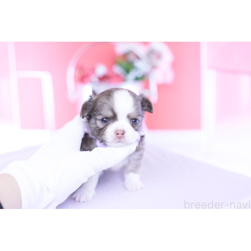 販売中の愛知県のチワワ(ロングコート)-455359の9枚目