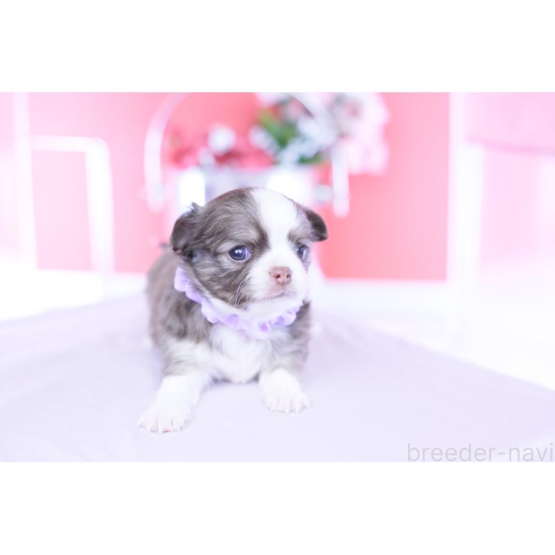 販売中の愛知県のチワワ(ロングコート)-455359の8枚目