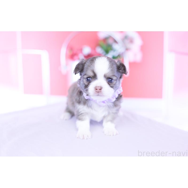 販売中の愛知県のチワワ(ロングコート)-455359の7枚目