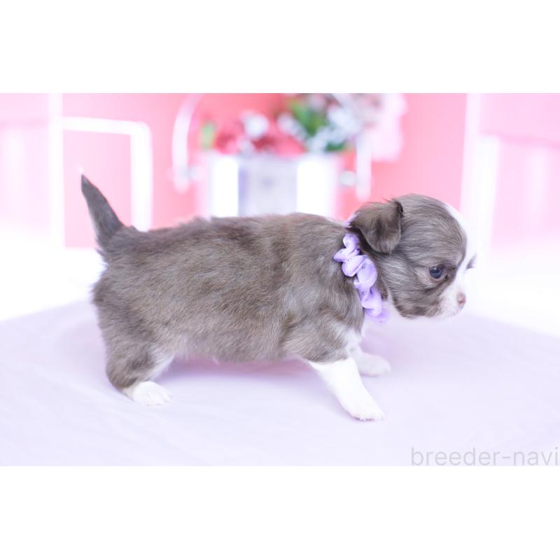 販売中の愛知県のチワワ(ロングコート)-455359の5枚目