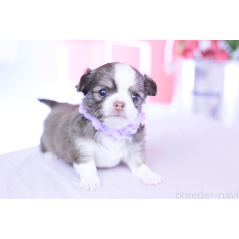 販売中の愛知県のチワワ(ロングコート)-455359の4枚目