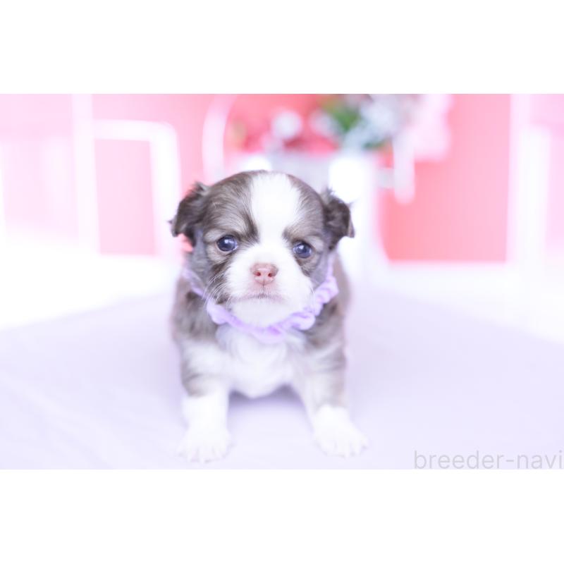 販売中の愛知県のチワワ(ロングコート)-455359の2枚目