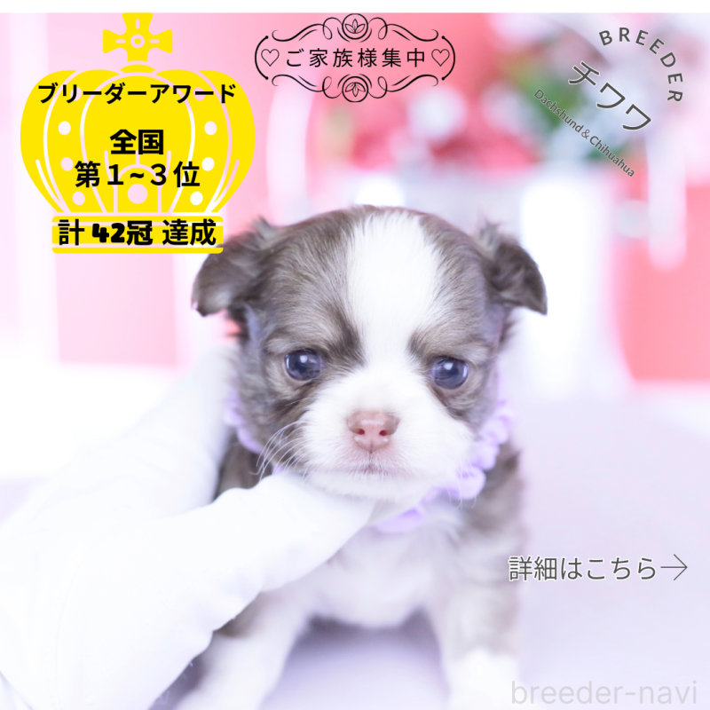 ♂︎チワワ(ロングコート)